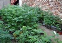 Zaplenjena marihuana u dvorištu Vrščanina