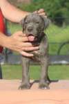 Cane Corso &scaron;tenci