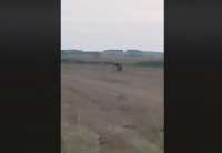 Snimljen medved u okolini Vršca (VIDEO)