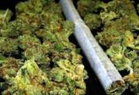 Kod Vrščanina pronađeno sedam kilograma marihuane