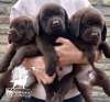 Labrador Retriver &scaron;tenci, čokoladni