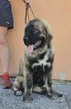 Kavkaski ovčar vrhunski &scaron;tenci