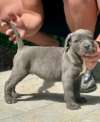 Cane Corso &scaron;tenci