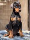 Prodaju se prelepi štenci dobermana, stari 3 meseca