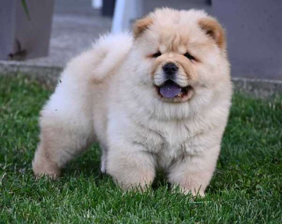 koliko koštaju štenci chow chow