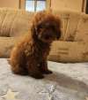 Crvena toy pudla