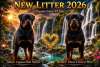 Rotvajler (Rottweiler) &scaron;tenci