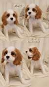 Vrhunski Cavalier King Charls Spaniel oba pola
