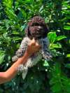 Lagotto Romagnolo &scaron;tenci