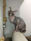Mačak SPHYNX dostupan za parenje