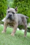 Cane Corso, &scaron;tenci vrhunskog kvaliteta