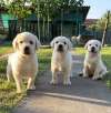 Labrador Retriver štenci 
