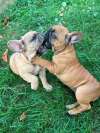 Francuski buldog, ženski &scaron;tenci