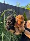 Pudle i maltipoo &scaron;tenci
