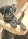 Cane Corso &scaron;tenci