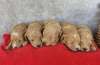 Maltipoo &scaron;tenci