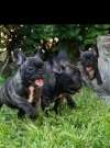 Francuski buldog 